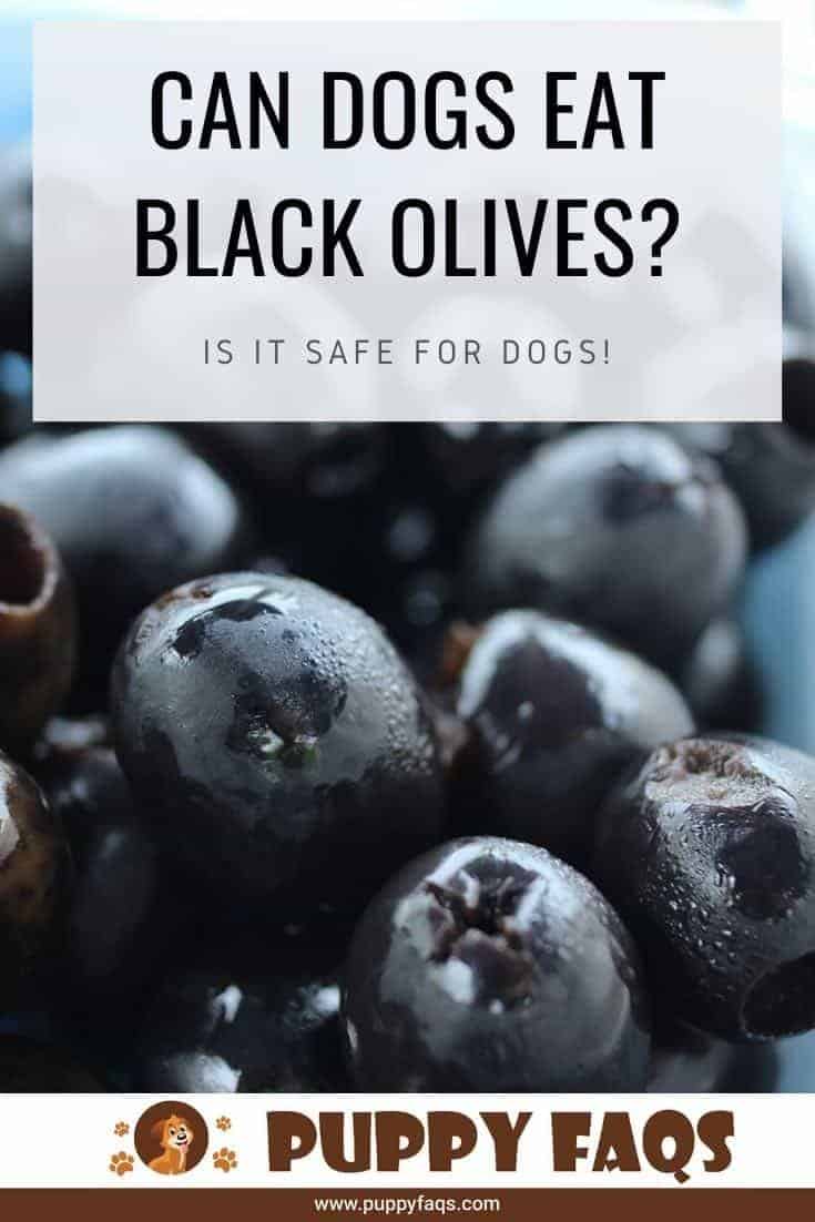 Can Dogs Eat Black Olives? PUPPYFAQS