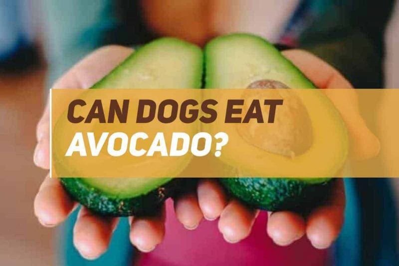 Can Dogs Eat Avocados? PUPPYFAQS