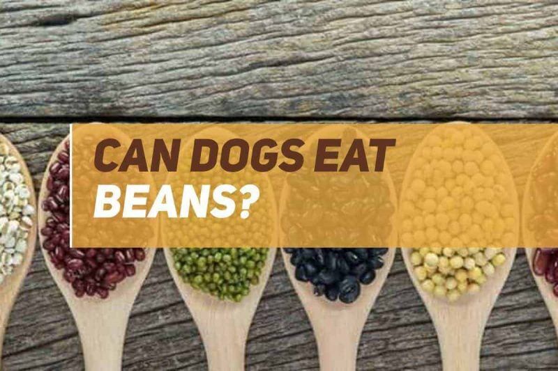 Can Dogs Eat Beans? PUPPYFAQS