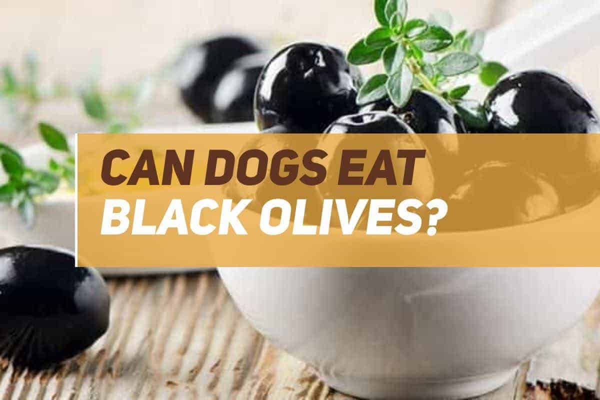 Can Dogs Eat Black Olives? PUPPYFAQS