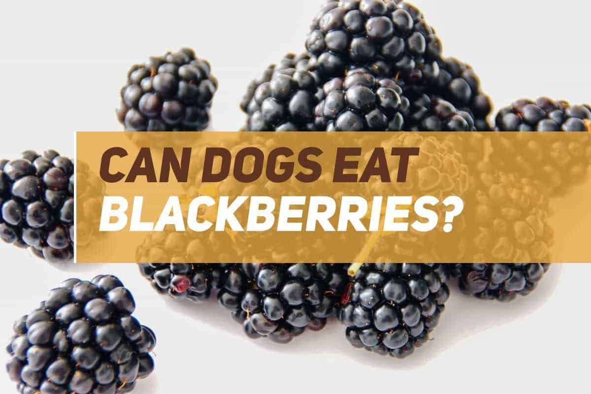 Can Dogs Eat Blackberries? PUPPYFAQS