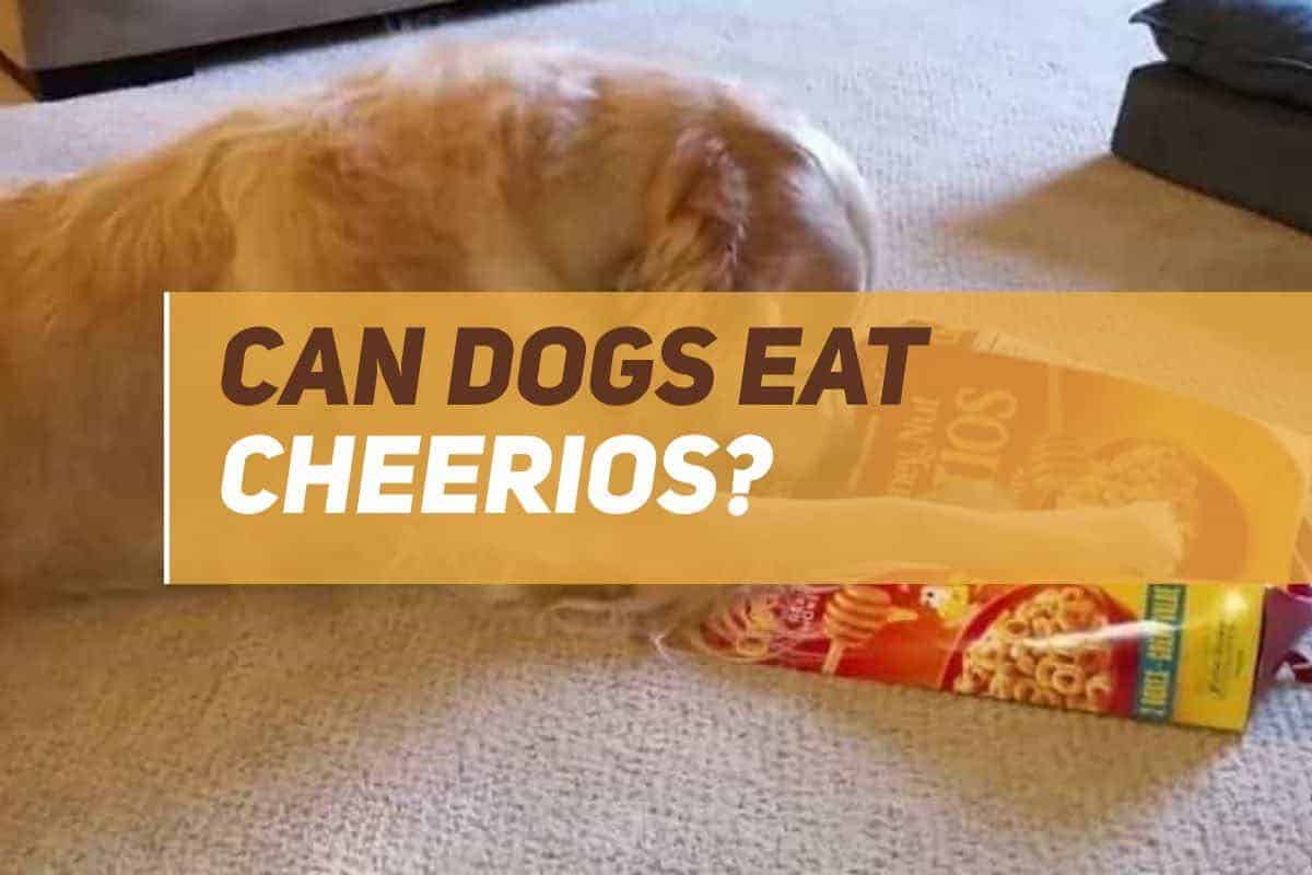 Can Dogs Eat Cheerios? | PUPPYFAQS