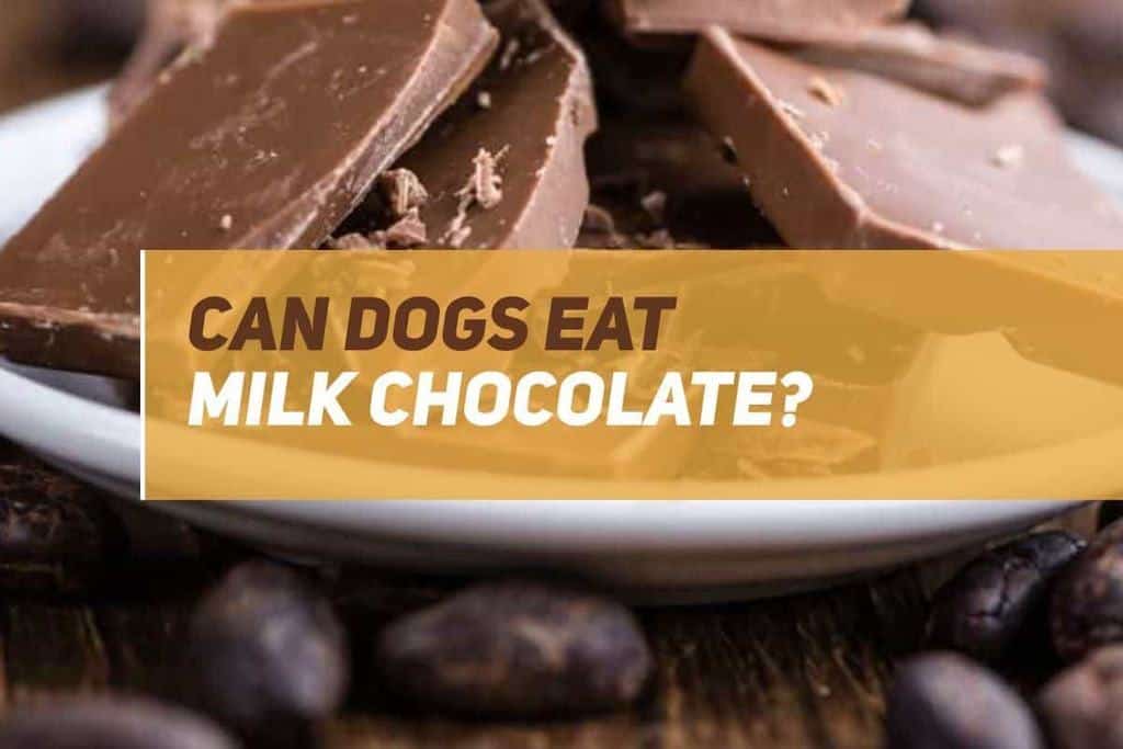 Can Dogs Eat Milk Chocolate? PUPPYFAQS