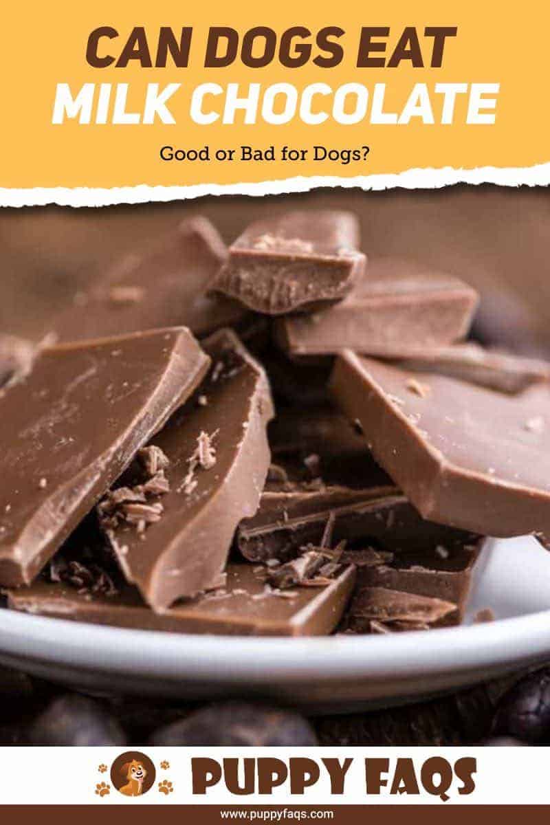 Can Dogs Eat Milk Chocolate? 