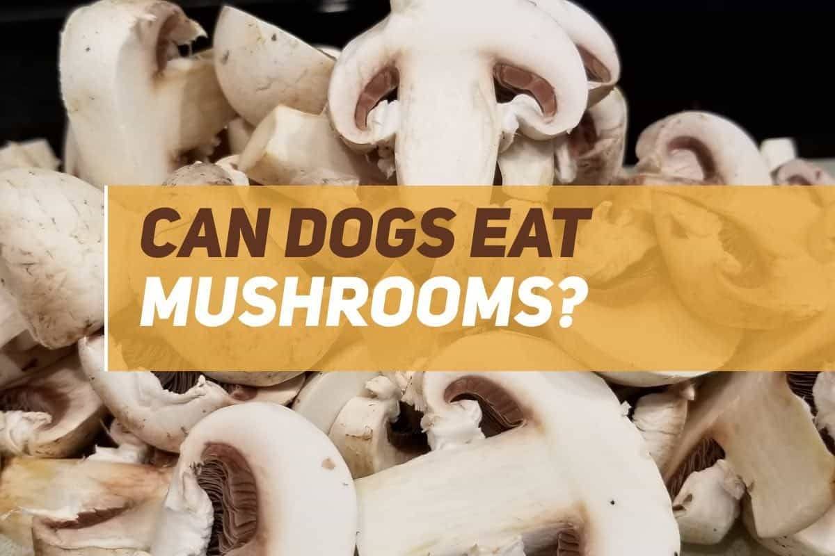 Can Dogs Eat Mushrooms? PUPPYFAQS