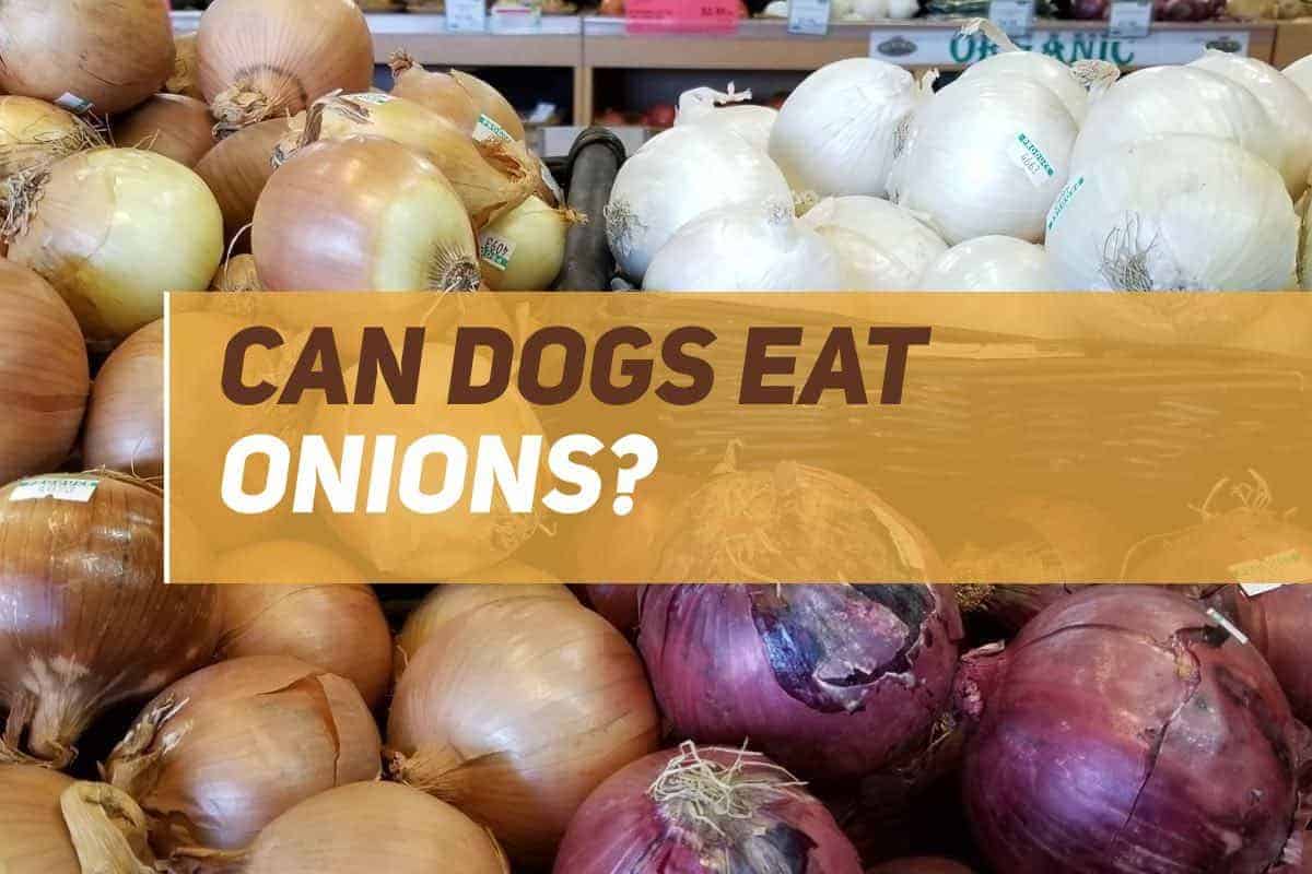 Can Dogs Eat Onions? PUPPYFAQS