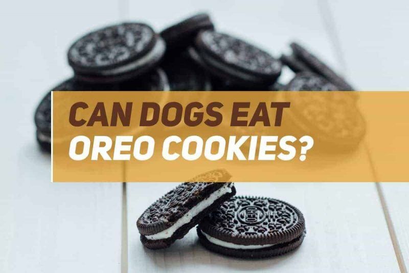 Can Dogs Eat Oreos? PUPPYFAQS