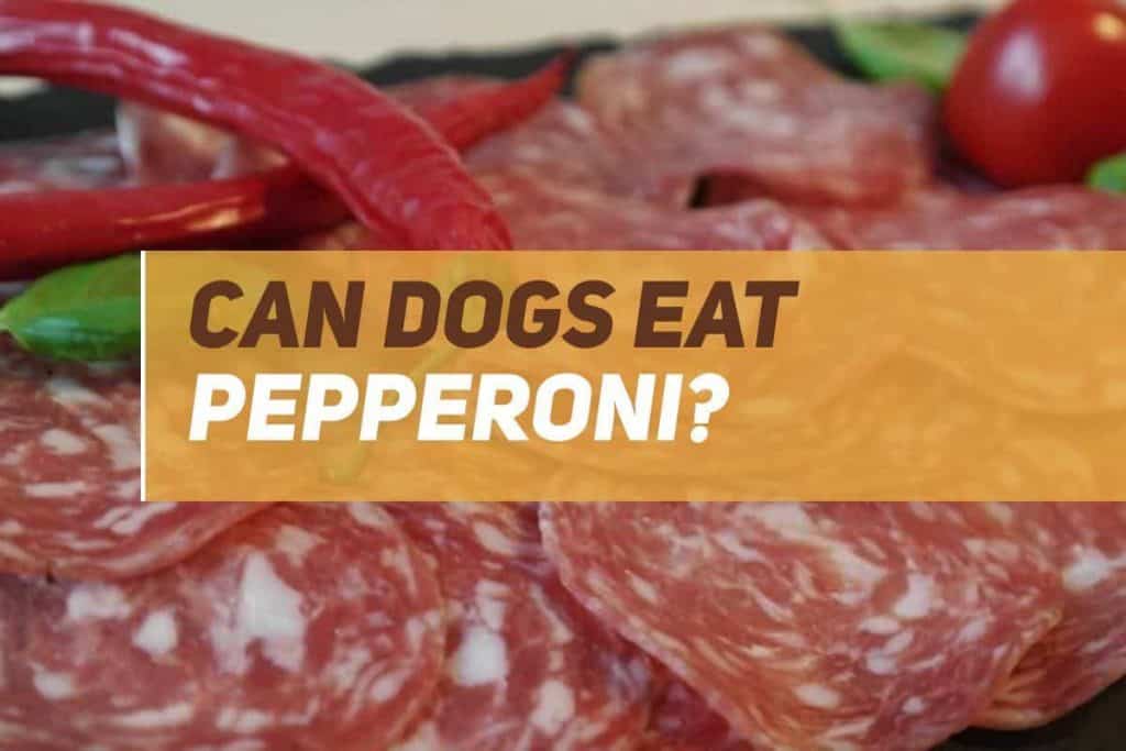 Can Dogs Eat Pepperoni? PUPPYFAQS