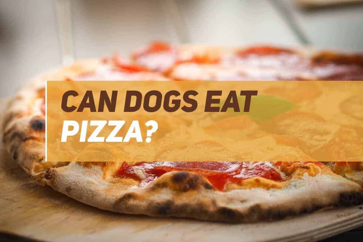 Can Dogs Eat Pizza? PUPPYFAQS