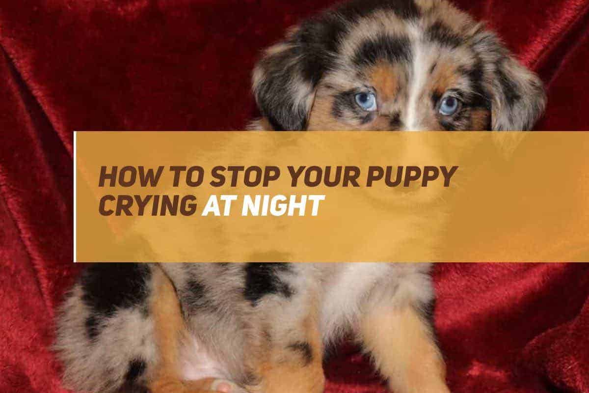 How To Stop Your Puppy Crying At Night! | PUPPYFAQS