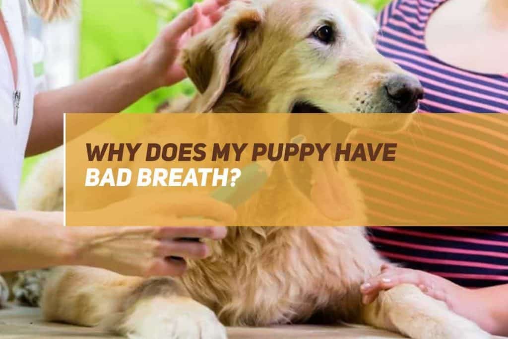 Why Does My Puppy Have Bad Breath? PUPPYFAQS