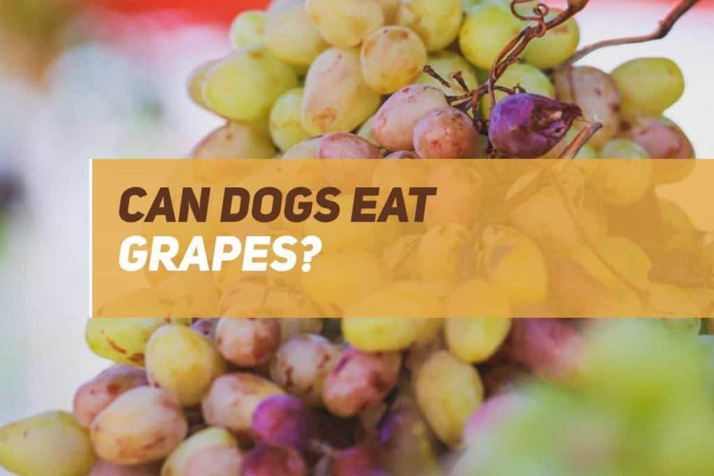 Can Dogs Eat Grapes? PUPPYFAQS
