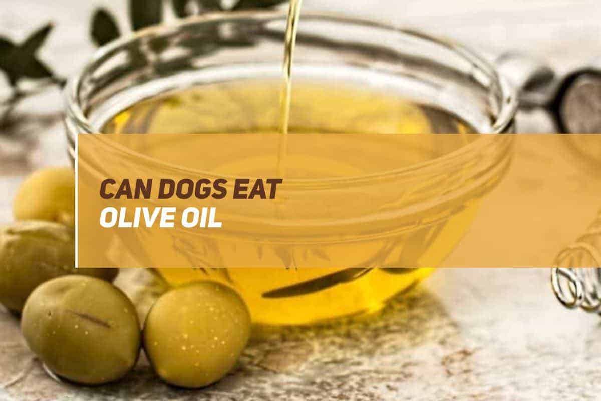 Can Dogs Eat Olive Oil? PUPPYFAQS