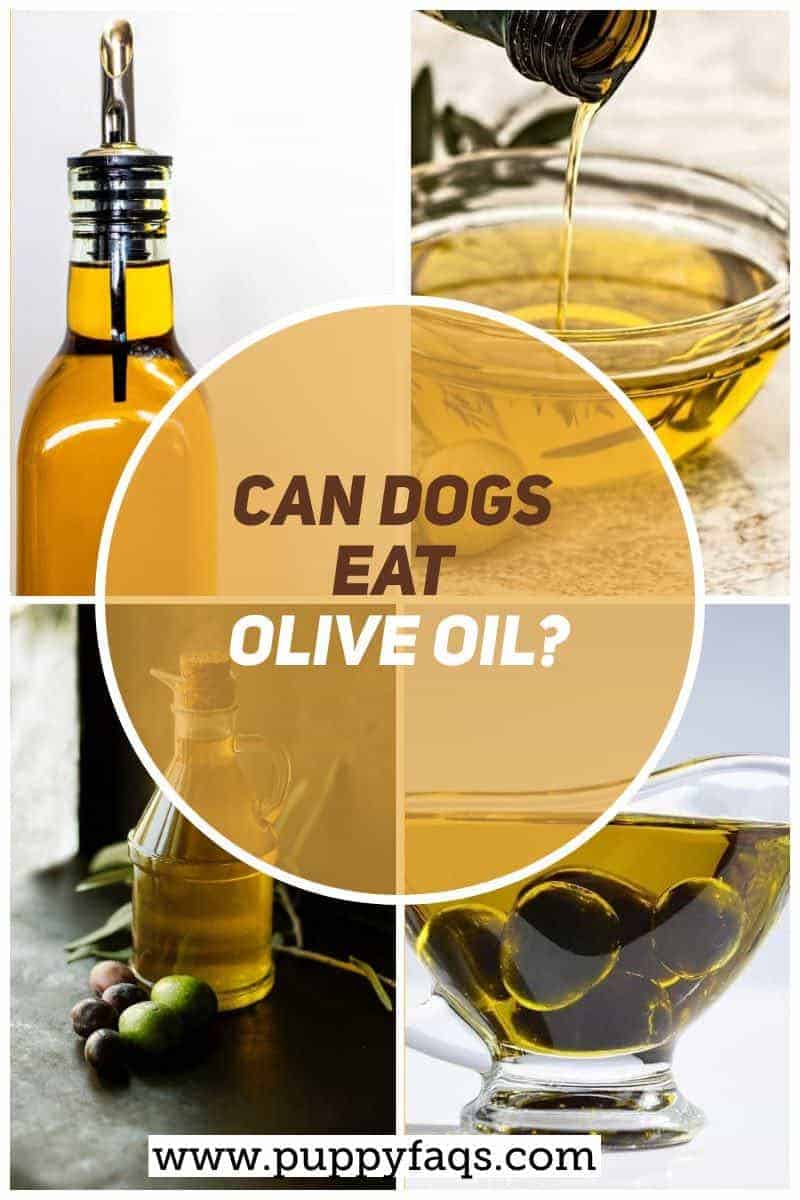 Can Dogs Eat Olive Oil? PUPPYFAQS