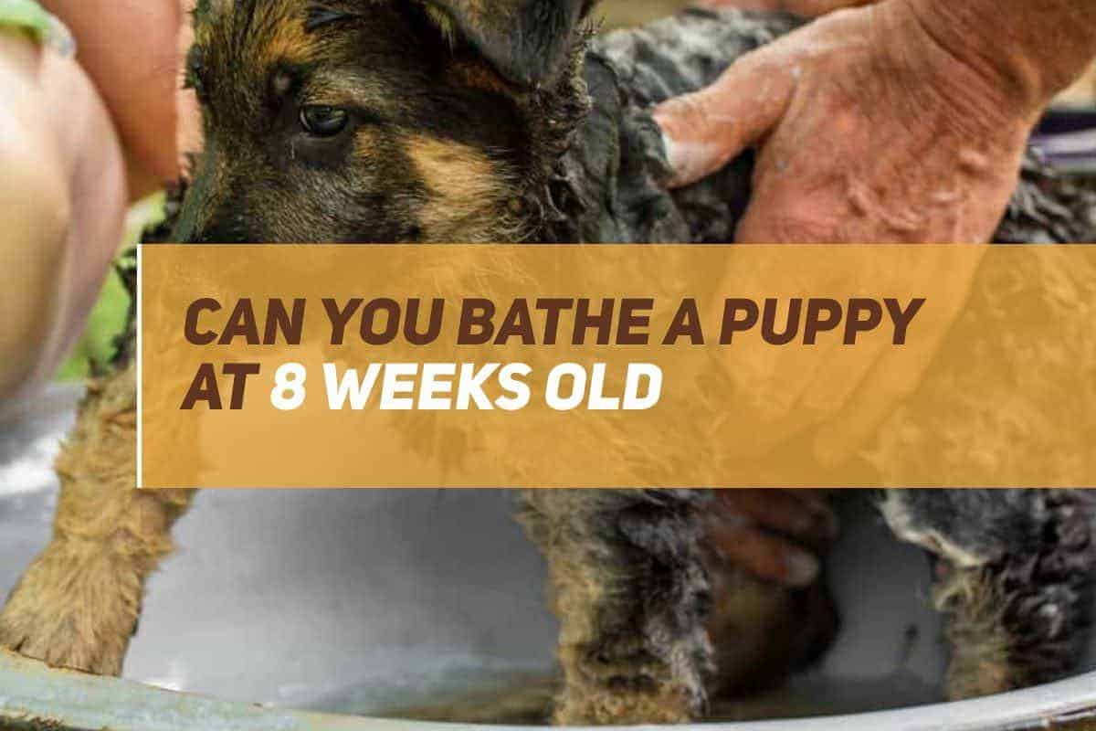 Can You Bathe A Puppy At 8 Weeks? PUPPYFAQS