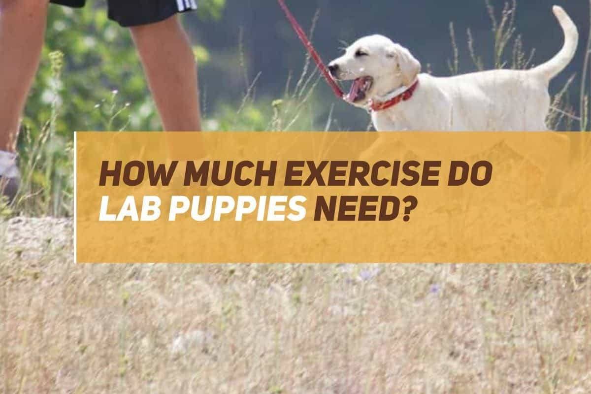 How Much Exercise Does A Lab Puppy Need? PUPPYFAQS