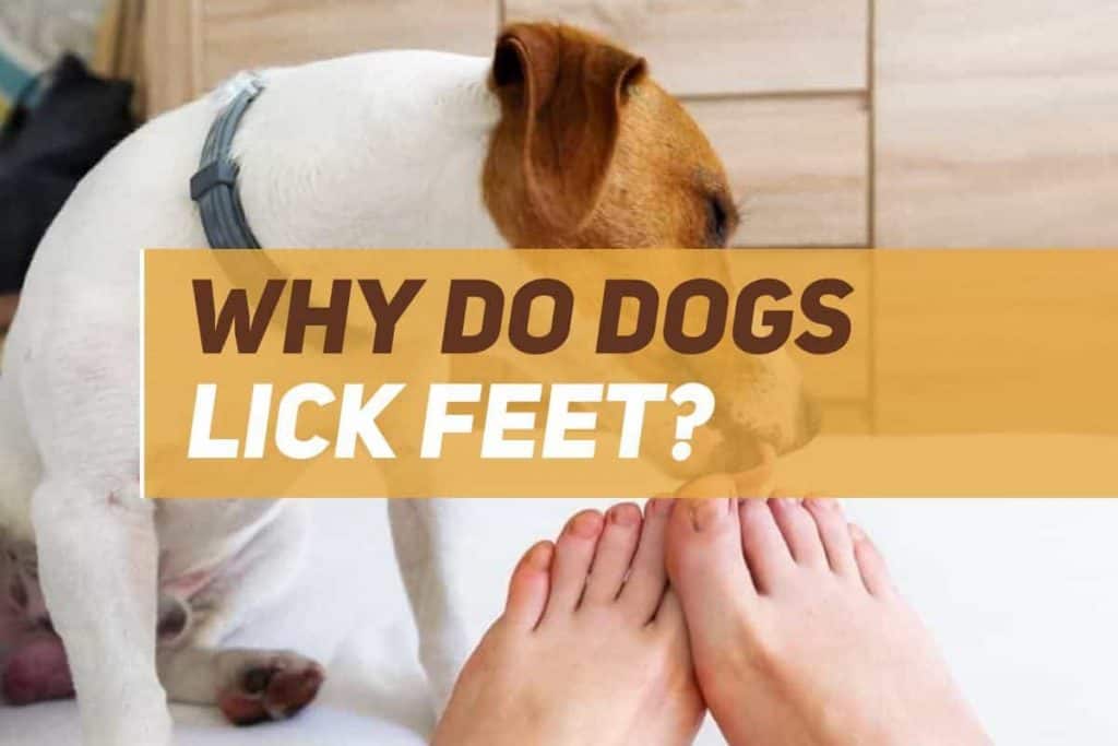 Why Do Dogs Lick Feet? | PUPPYFAQS