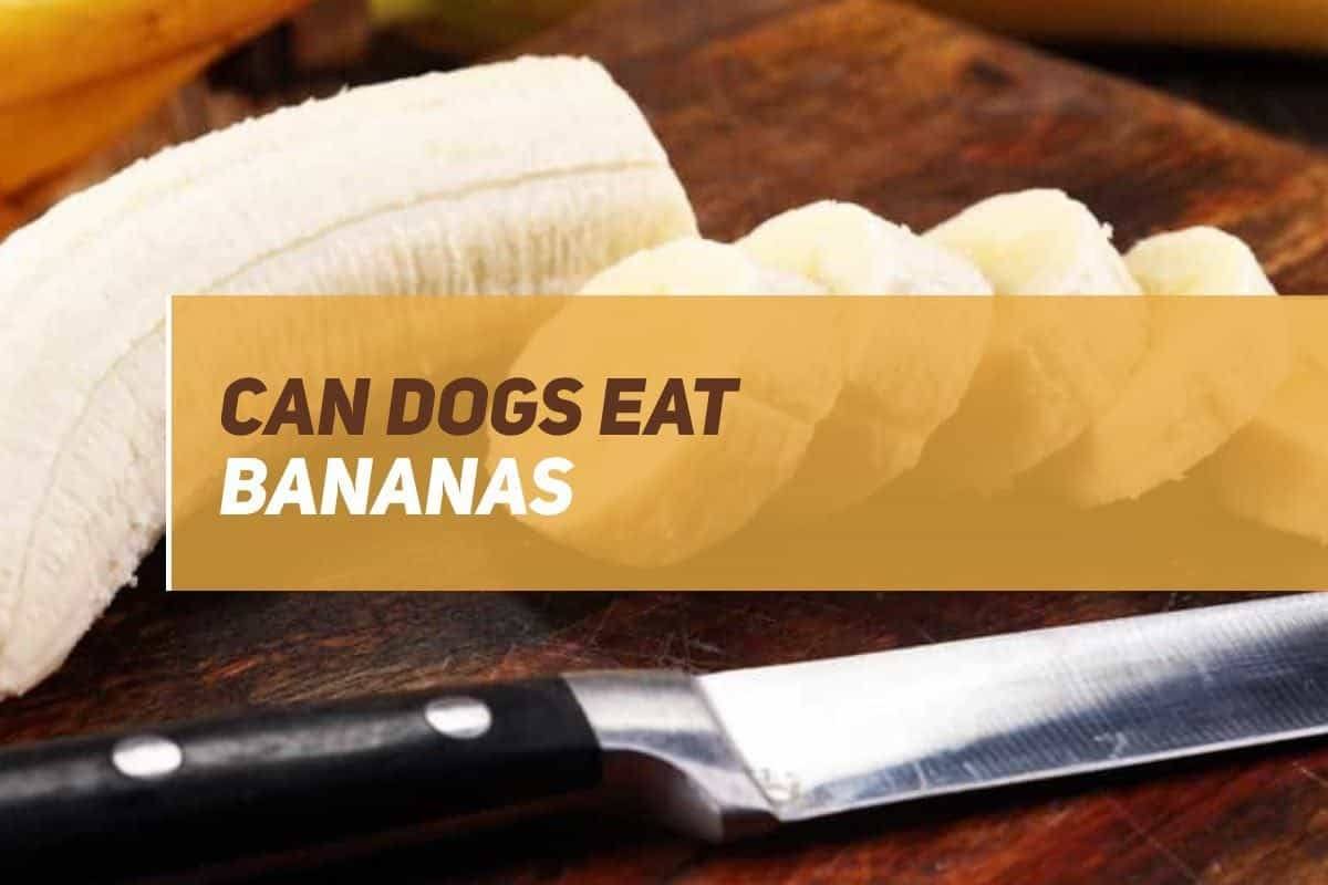 Can Dogs Eat Bananas? PUPPYFAQS
