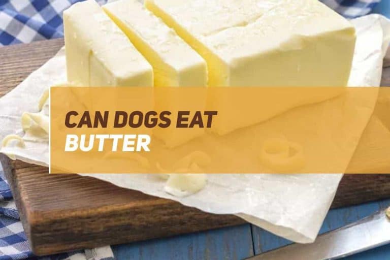 Can Dogs Eat Butter? PUPPYFAQS