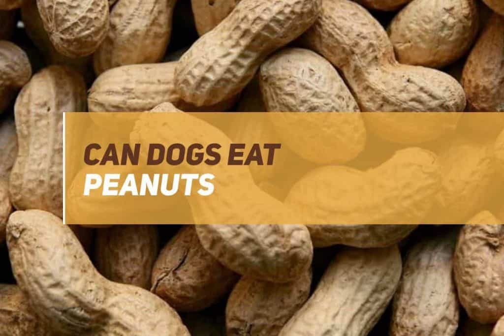 Can Dogs Eat Peanuts? PUPPYFAQS