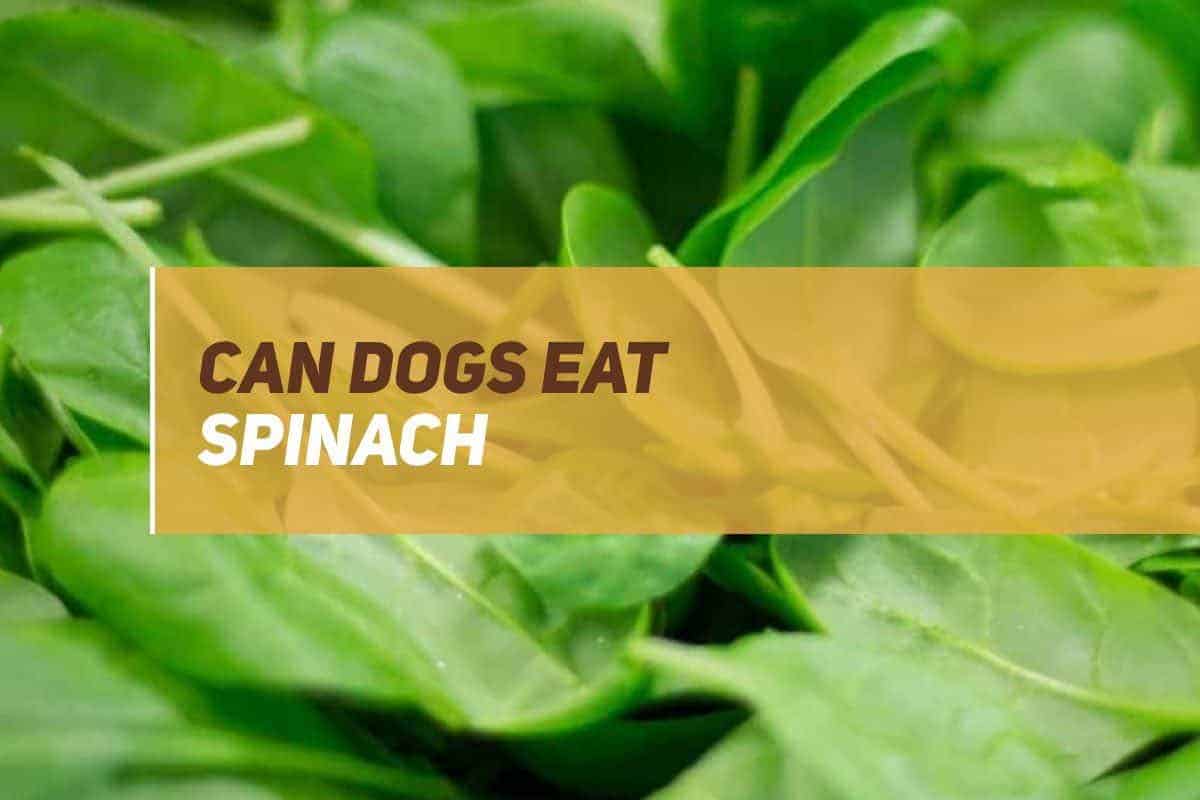 Can Dogs Eat Spinach? PUPPYFAQS