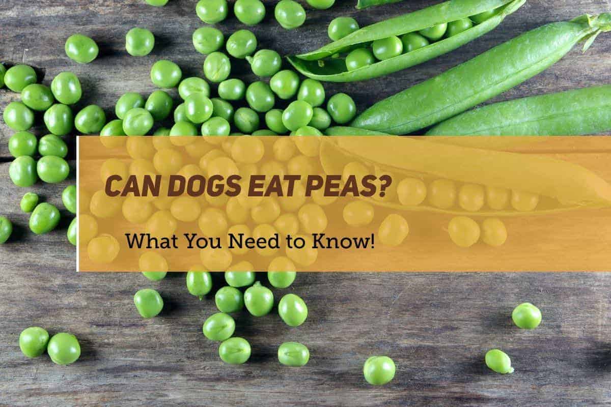Can Dogs Eat Peas What You Need To Know PUPPYFAQS